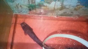 Клариевый сом. Рыбы заболели. Мини узв для клариевого сома.