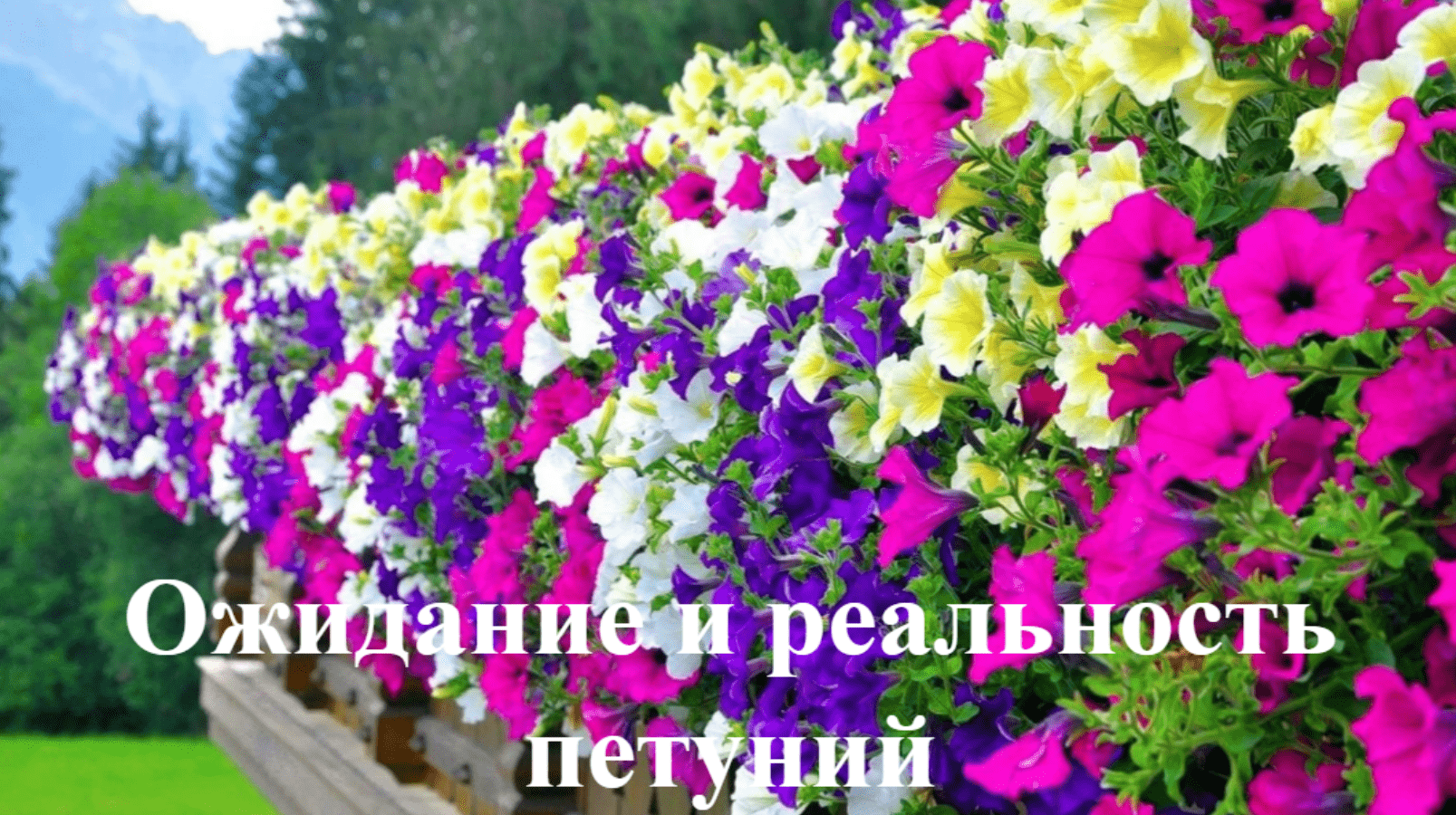 Ожидание и реальность. Что выросло из покупных семян