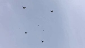 " НИКОЛАЕВСКИЕ - ГОЛУБИ " Г. УСМАНЬ. С. НОВОУГЛЯНОВКА РОГОВ СЕРГЕЙ. 2021.Г.