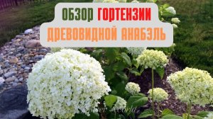 Обзор Гортензии Древовидной Анабэль (Annabelle).