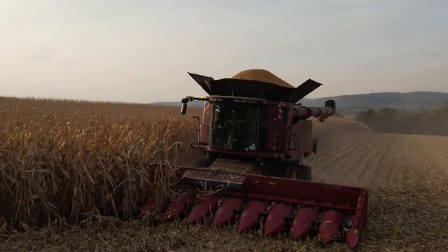 CASE IH Axial Flow 9250 / CORN HARVEST? 2021 / Rostěnice, a.s. (4K)