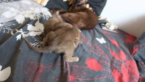 Бурма.  Котята бурмы.  Игра.  2