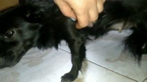 Беременность у собак,как узнать.