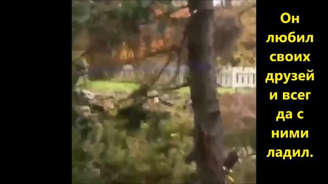 Сказка про кота смотреть онлайн