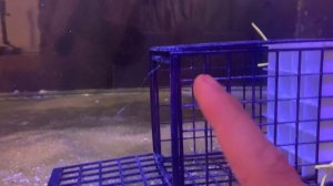 Как выловить агрессивную рыбу к новичкам в морском аквариуме
