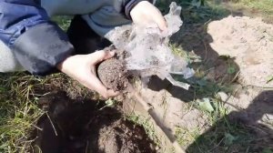 Осенняя посадка малинового дерева. Сорт Столешников и Атлант