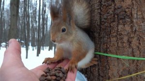 Замечательная молодая белка