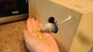Птенцы волнистые попугайчики, учатся кушать самостоятельно)