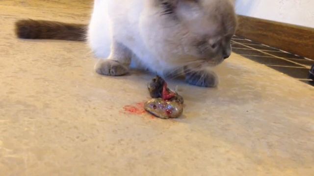 Кошка ела мышку... смотреть онлайн