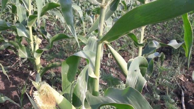 Кукуруза на капельном поливе смотреть онлайн