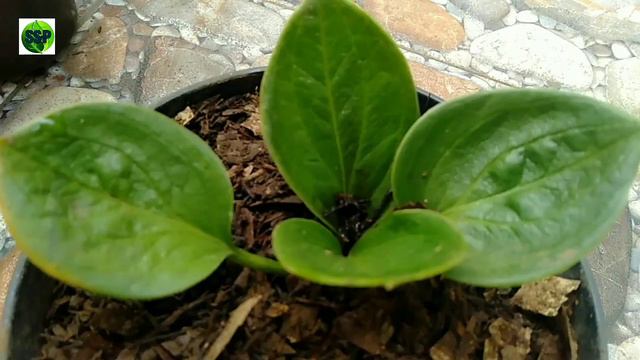 43 ANTHURIUM HARGA TERBARU YANG TERLARIS DI PASARAN смотреть онлайн