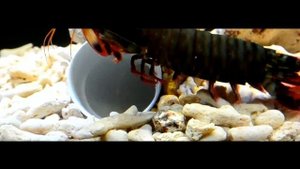 Giant Smashing Mantis Shrimp VS Giant Crabs