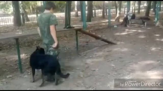 Дрессировка собак окд смотреть онлайн