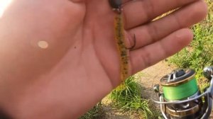 Ловим судака на степняке,Краснодарский край