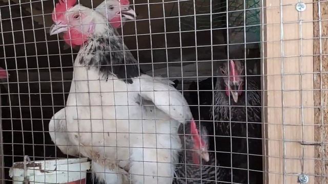 идеальный сарай для свиней?и сало домашнего копчения! смотреть онлайн