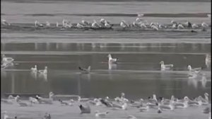 Владимир Трошин Осень