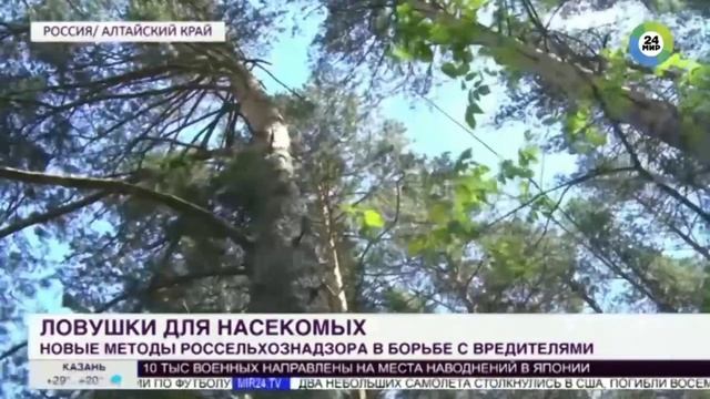 В Алтайском крае устанавливают феромонные ловушки