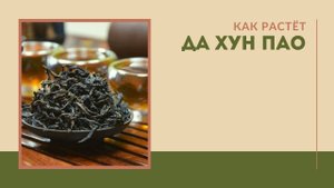 Как растёт Да Хун Пао