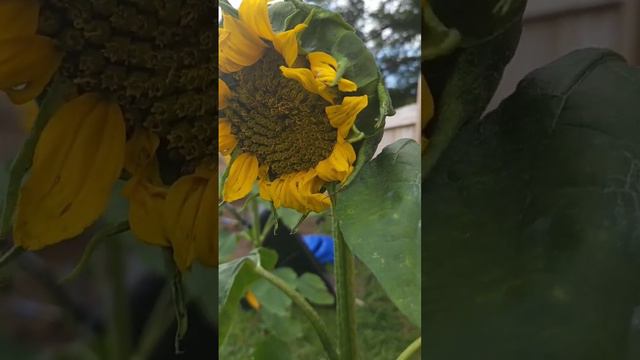 Sunflowers and soil  #gardentips #growyourownfood #gardening101 #gardeningtips #sunflowers