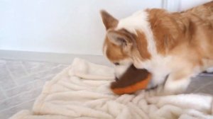 КОРГИ: СТОИТ ЛИ ЗАВОДИТЬ?