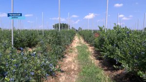 В Кабардино-Балкарии активно развивается бизнес по выращиванию голубики