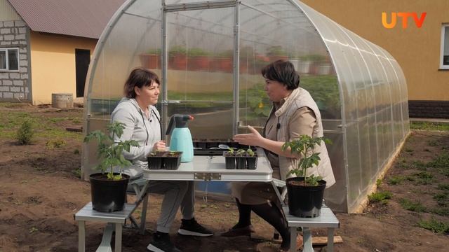 Сажаем арбузы в теплице смотреть онлайн