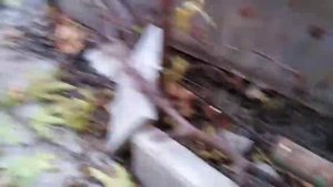 Обрезка инжира осенью. Мой способ.