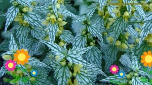 Яснотка зеленчуковая Херманс приде. Обзор lamiastrum galeobdolon 'herman's pride' Herman's pride