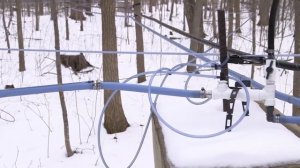 Как делают кленовый сироп | maple syrup