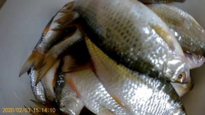 Сушка рыбы зимой. Плотва. Тарань.