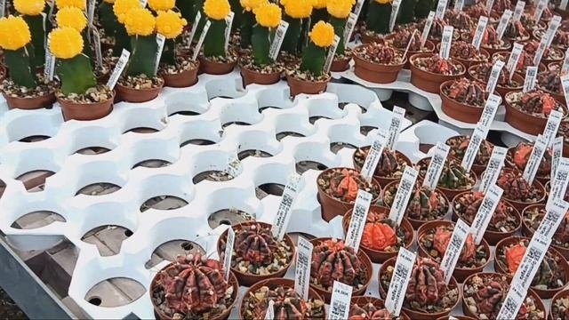 Кактусные теплицы Маттиаса Уллига..Чем удобряю кактусы?