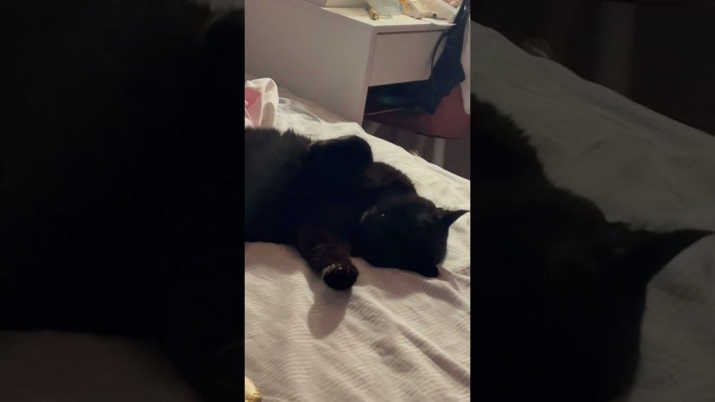 #shortvideo #кот #черныйкот #юмор #кащейplay #тренды #жара #котик