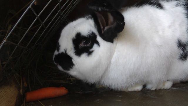 #кролиководство Как дедушка Рома кормил кроликов морковкой смотреть онлайн