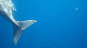 Sea cow. Морская корова. Dugong