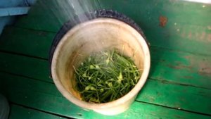 ЧЕСНОЧНЫЕ СТРЕЛКИ делаем настой