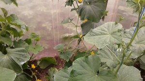 Увядание огурцов, что предпринять