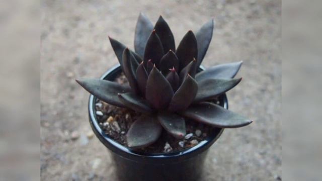 NOMBRES DE ECHEVERIAS смотреть онлайн