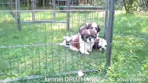 Ши тцу щенкам 2 месяца!