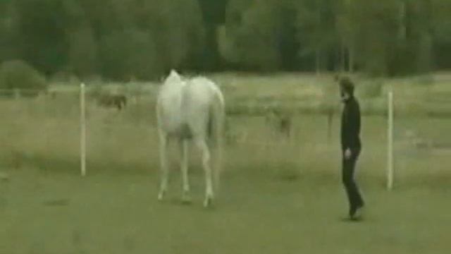 Лошадка и дурак! (Жесть) смотреть онлайн