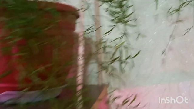 Аспарагус Шпренгера. Описание вида.Asparagus Sprenger.1 часть Description.??????