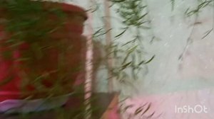 Аспарагус Шпренгера. Описание вида.Asparagus Sprenger.1 часть Description.??????