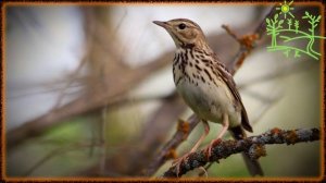 Голоса птиц Как поёт Конёк лесной (Anthus trivialis).mp4