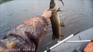 Трейлер.Жарим яйца чайки.Узбекский домик.Стон Храп в лесу.Бешеный клёв окуня.Много щуки.Развод друг