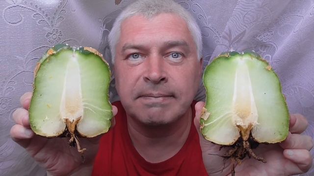 У человека кактус. Как выглядит разрезанный кактус