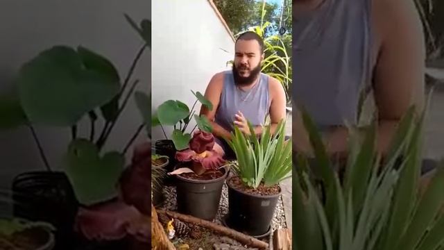 FLOR CADÁVER OU FLOR DO DIABO (Amorphophallus Paeoniifolius)