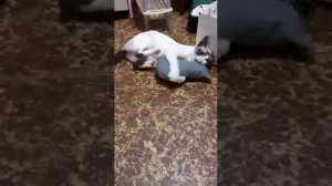кошка сноушу в дар из приюта
