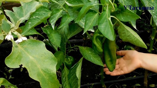 ПЕРЕЦ болгарский /сладкий/ формирование и уход в конце лета. Мои перцы в теплице август месяц. смотреть онлайн