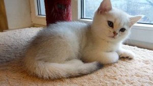 Британская короткошерстная серебристая шиншилла