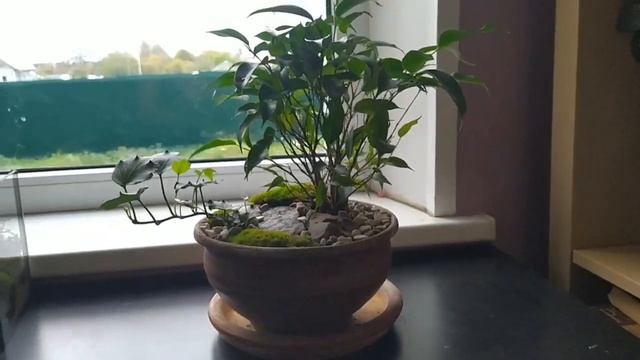 Мини садик с фикусом "Абрау" смотреть онлайн