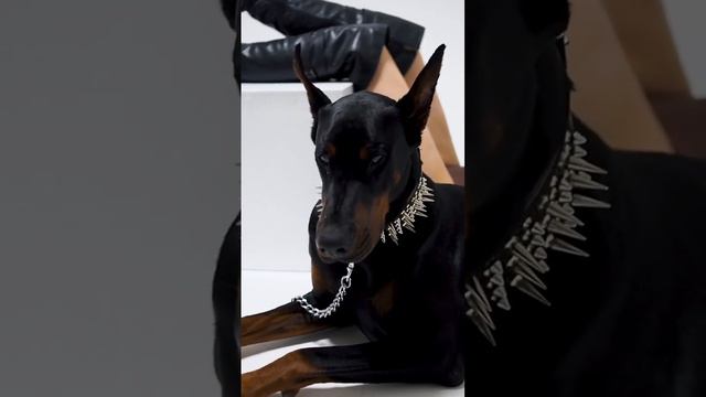 Видеосъёмка с фотосессии 📸💁 смотреть онлайн